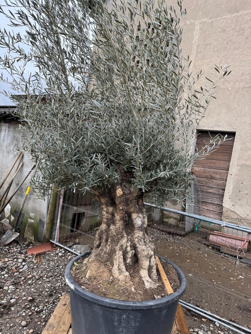Piante & sementi: Olivo secolare in vaso – Nuovo e nell'imballaggio originale da Lamone venduto da GattiPaolo86