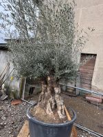 Olivo secolare in vaso