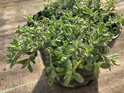 Piante & sementi: Plante SAUCISSON  (Teucrium polium) 10g – Nuovo (secondo la descrizione) da Bremblens venduto da FIBONACCI369 1