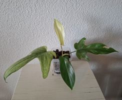 Philodendron Florida Ghost Jungpflanze in Hydrokultur