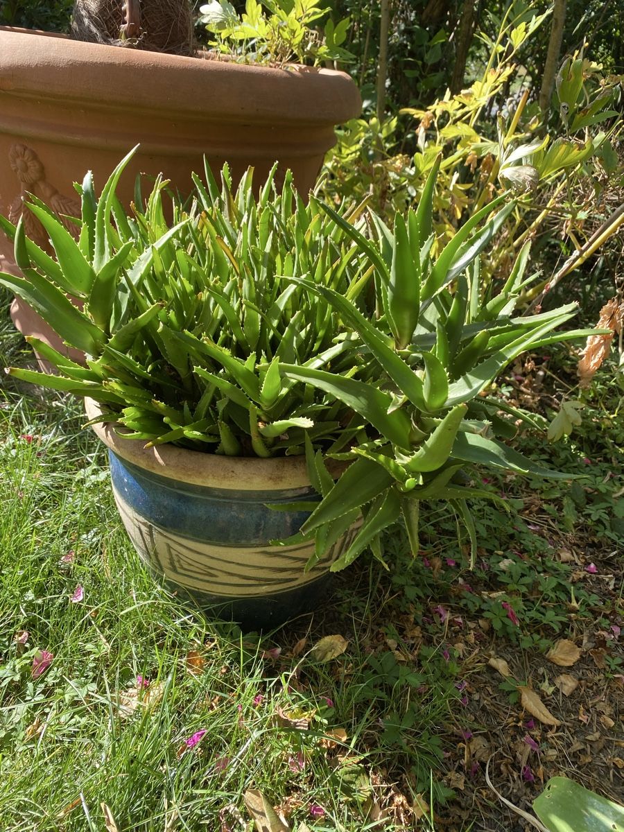 Pflanzen & Samen: Aloe Vera mit schönem Keramiktopf – Gebraucht aus Hünenberg von a.u.849