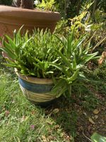 Aloe Vera mit schönem Keramiktopf