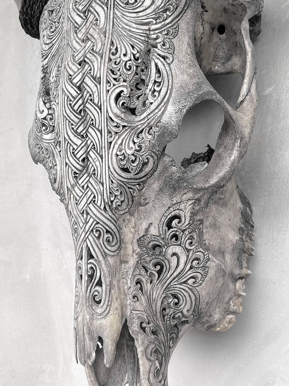 Sculture & Statue: Authentischer handgeschnitzter Kuhschädel - 57 cm x 40 cm. – Nuovo (secondo la descrizione) da Ponte Tresa venduto da 11GalleriaAlterEgo11 5