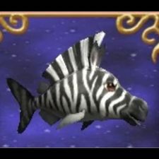 Profile image of zebrakugelfisch