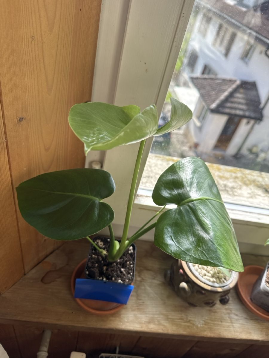 Pflanzen & Samen: Monstera Tauerii – Neu (gemäss Beschreibung) aus Triengen von LeafandLove 1