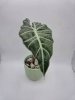 5x Alocasia Polly - kompakte Exoten im Set