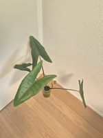 Alocasia Zebrina Black Stem - doppeltes Pflanzen-Glück