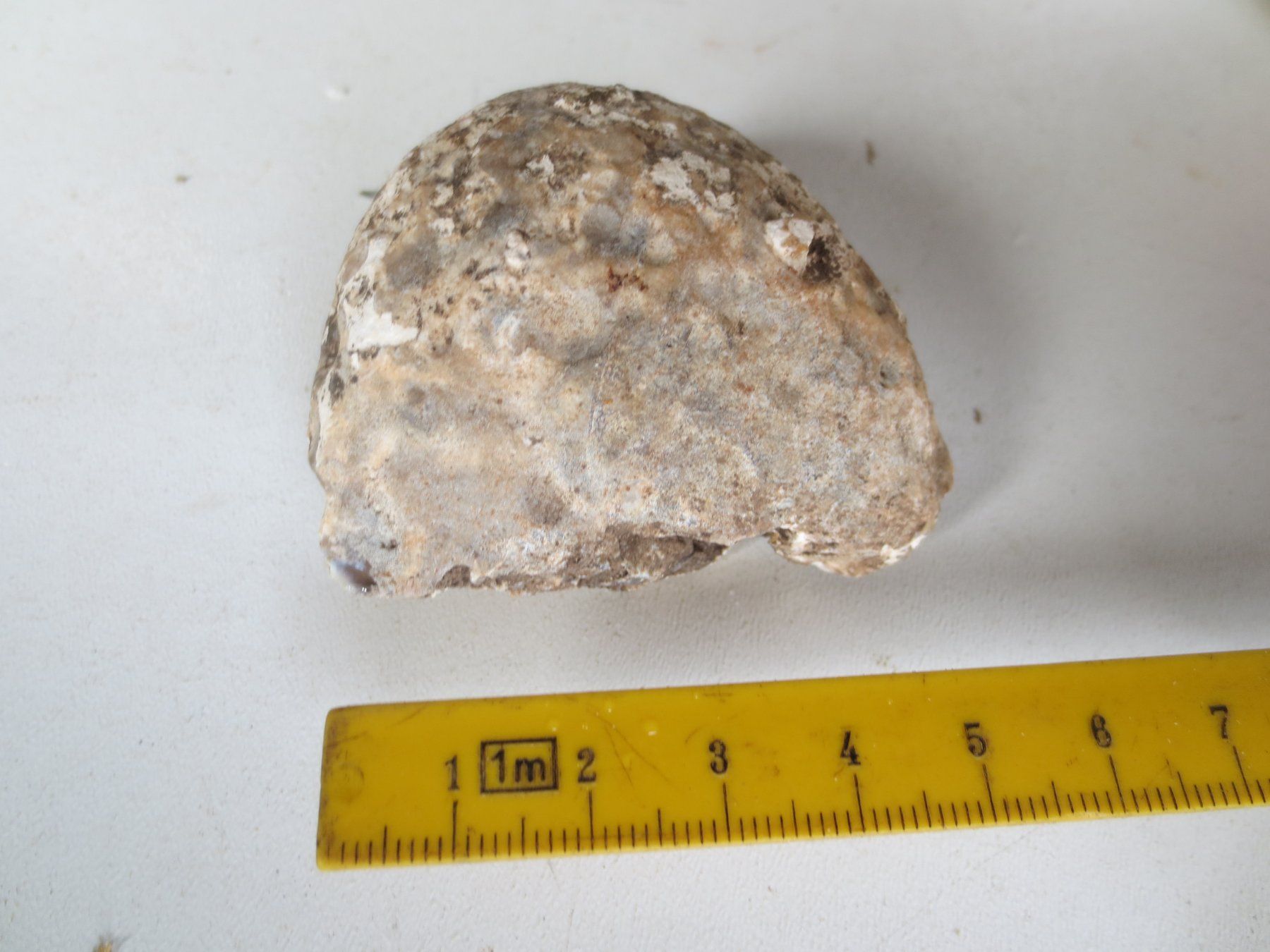 Fossili: Fossilie – Nuovo (secondo la descrizione) da Weier im Emmental venduto da waefler03 2