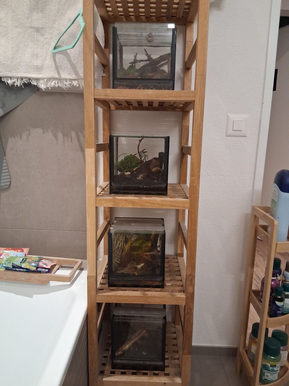Terrario: Terrarium, 4 Stück, mit Asseln – Usato da Schüpfheim venduto da lestat04 3