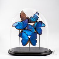Antike Glasglocke mit präparierten Schmetterlinge - Morpho d