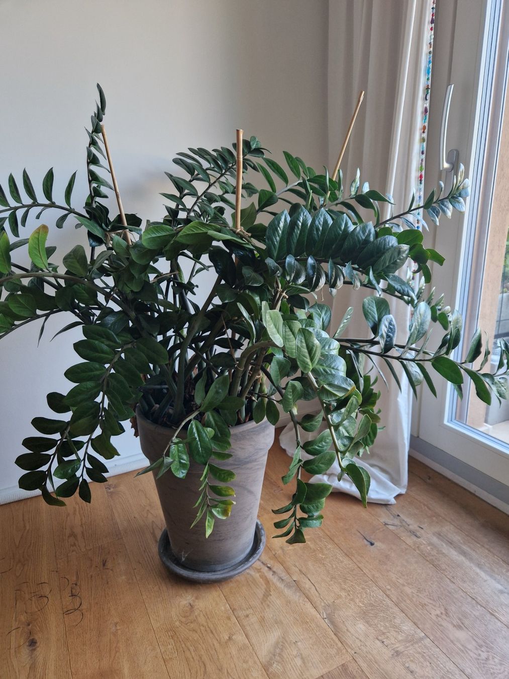 Plantes & graines: Grosse Zimmerpflanze, Glücksfeder – D'occasion à Luzern par roe_mk6s 1