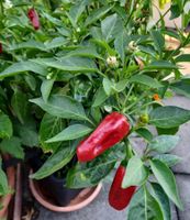 Samen Jalapeno rot (early) 10Stk. 2025