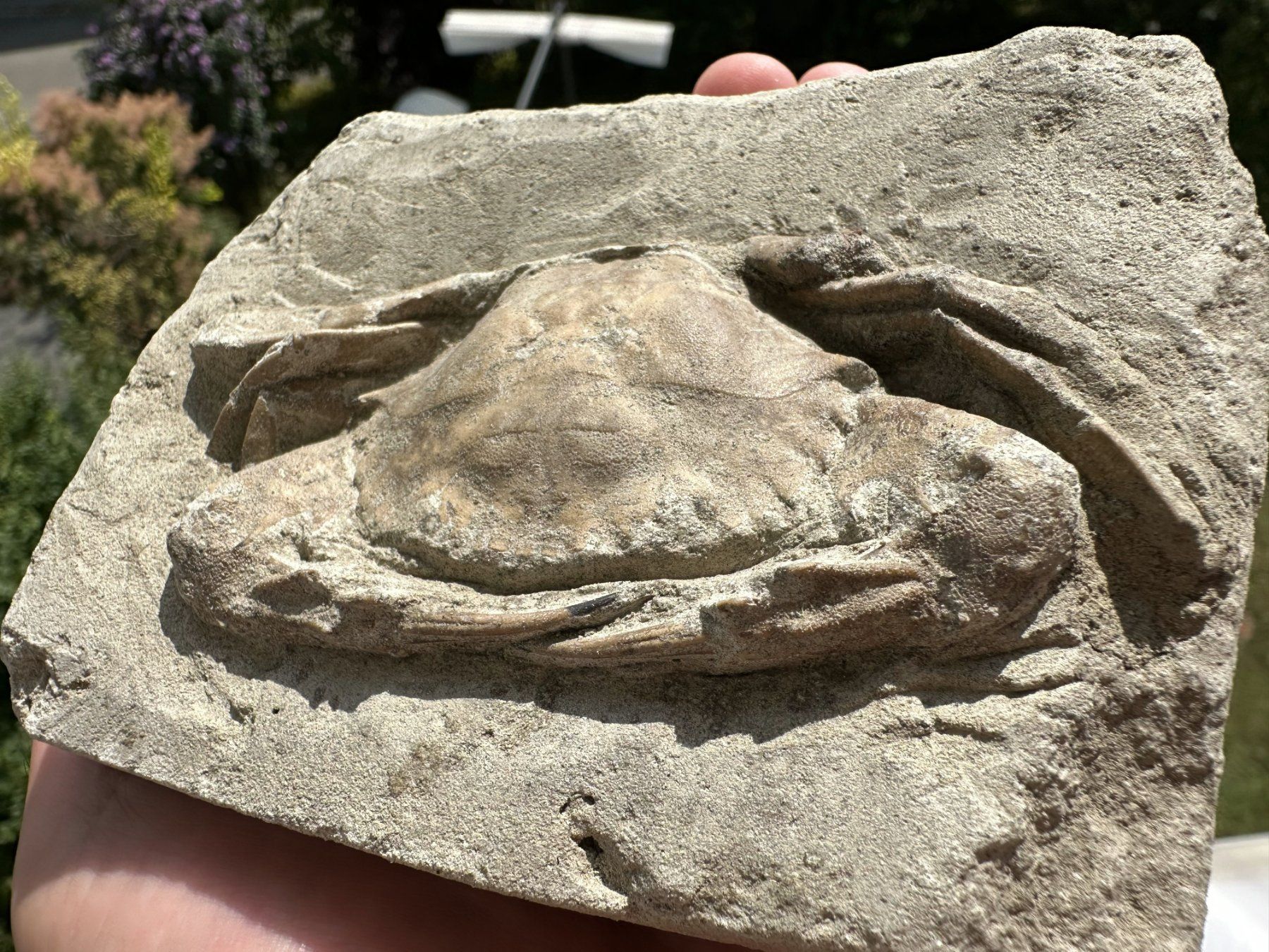 Fossilien: fossile Krabbe Charybdis Indonesien – Gebraucht aus schüpfen von rica122 2