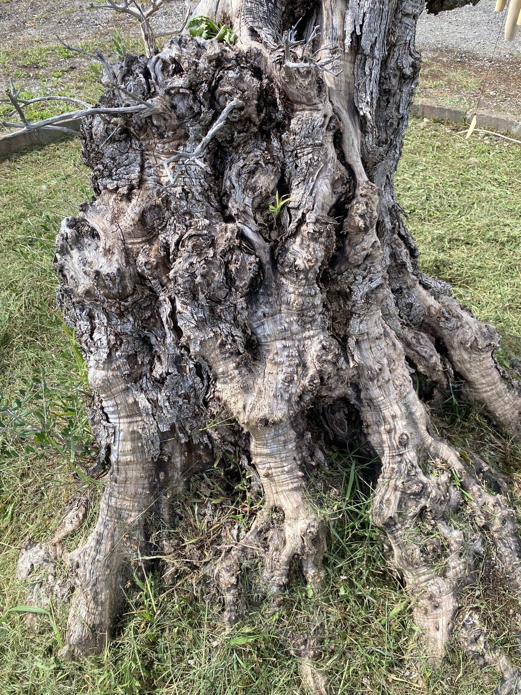 Piante & sementi: Alter Olivenbaum Gartendekoration Oliven Baum Kunstobjekt – Usato da Ballwil venduto da ClassicGallery 3