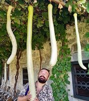 10 Samen Zucchini "Sizilianische Schlange» 10 Graines