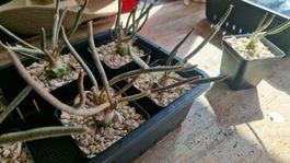 Astrophytum Caput-Medusae, 2 Jährig auf Ferocactus