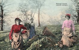 Costumi ticinesi - Raccolta castagne
