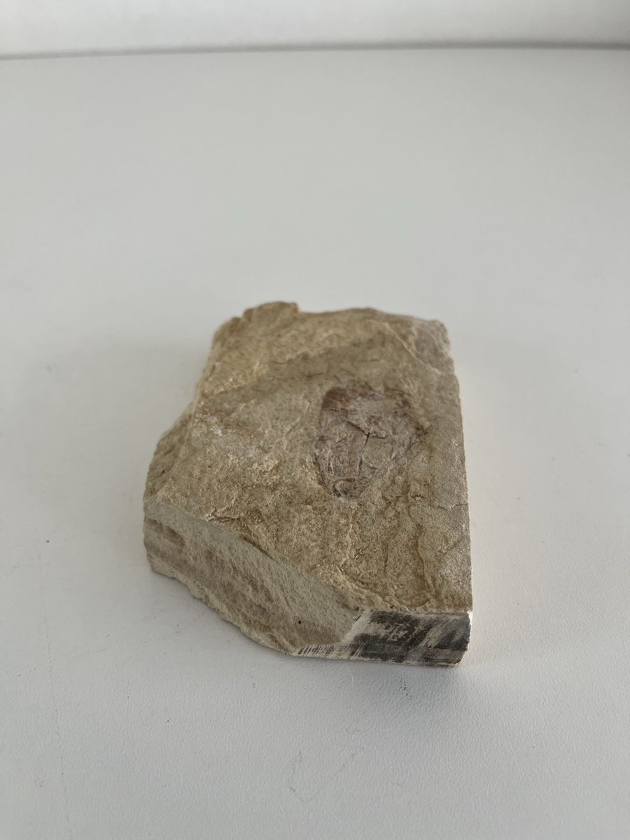 Fossiles: Fossil – D'occasion à Wetzikon ZH par seli03 7
