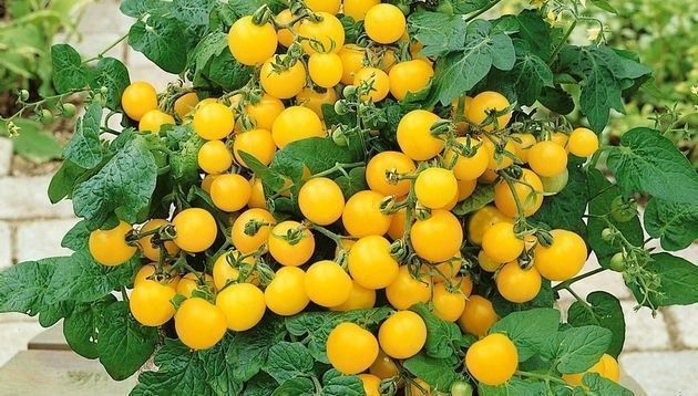 Piante & sementi: 50 Samen Balkontomate AZTEC – Nuovo (secondo la descrizione) da Ehrendingen venduto da VerveinaSamen 1