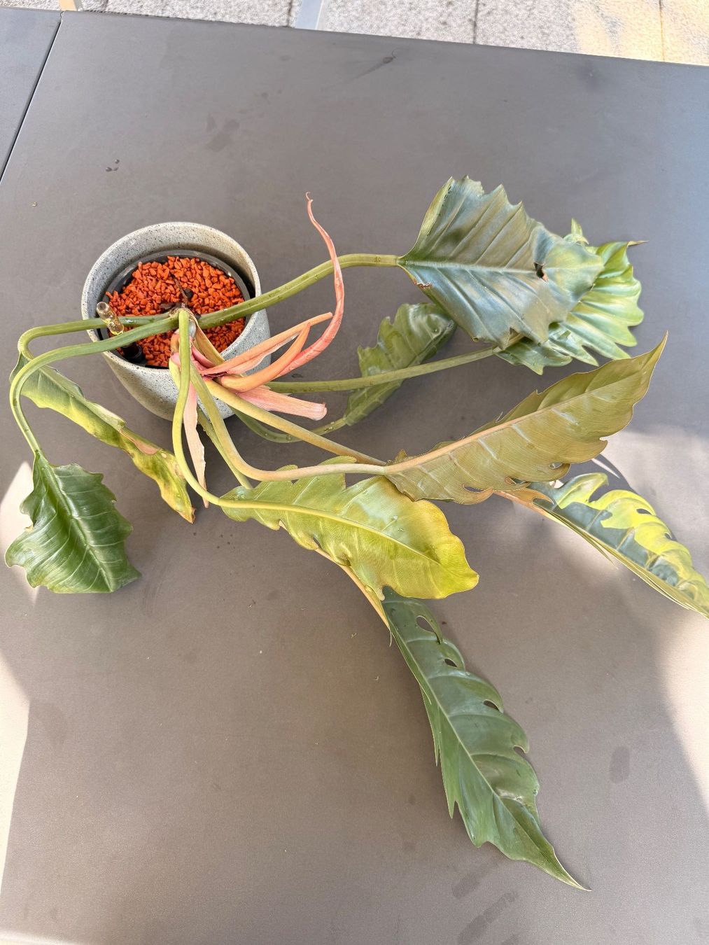 Piante & sementi: Philodendron bipinnatifidum 'Choco Empress' – Usato da Rafz venduto da jca_98p5