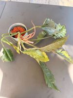 Philodendron bipinnatifidum 'Choco Empress'