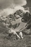 Alp Frohmatt,Zweisimmen,Ziegen,1950