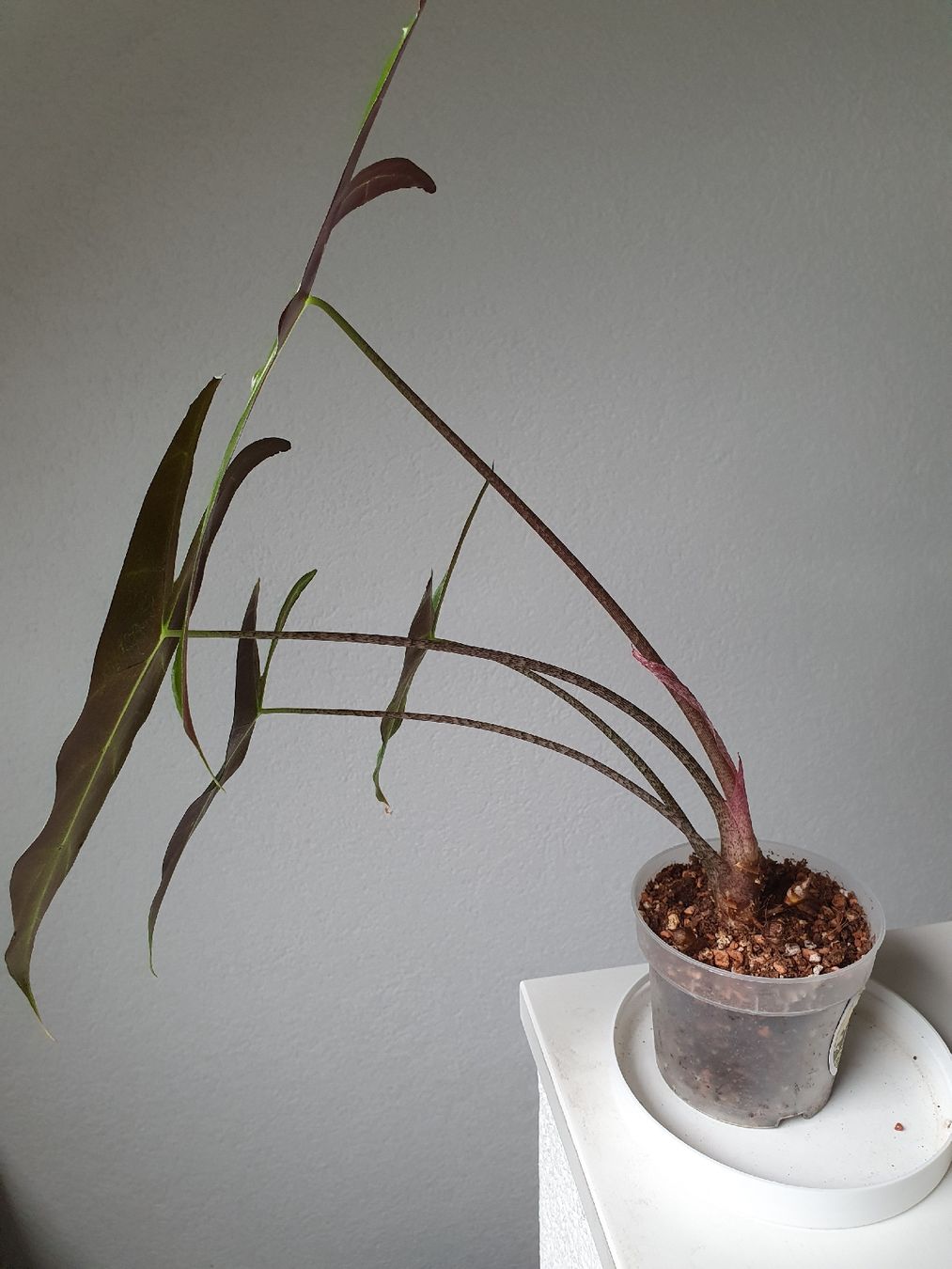 Piante & sementi: Alocasia Longiloba – Usato da Erlinsbach SO venduto da Lea030 1