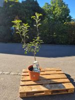 Malus domestica ‘Golden Delicious’ – ca. 170 cm hoch