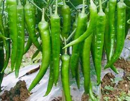 50 SAMEN GRAINES SEMI SEEDS GRÜNE CHINA PFEFFER SCHARF
