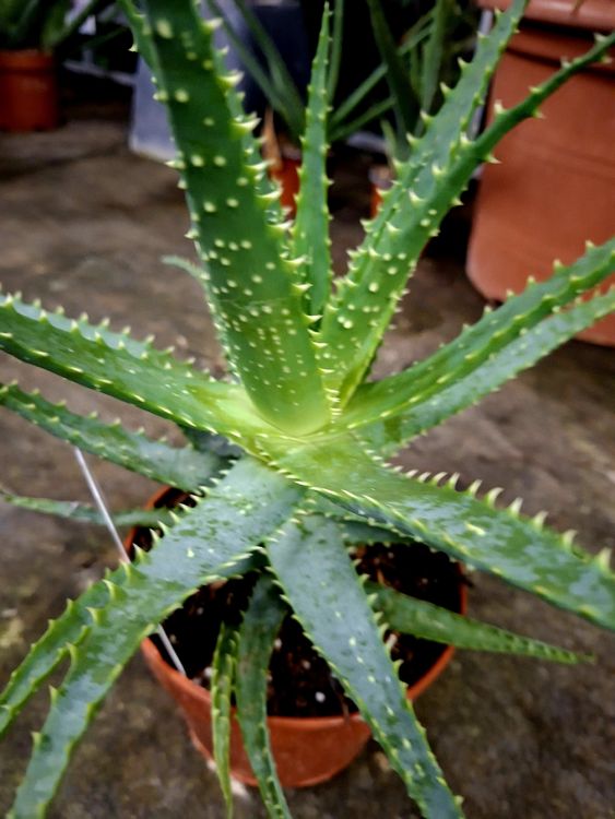 Aloe Arborescens Heilpflanze Groe Krftige Zimmerpflanze Im 12cm Topf   Bis 30cm Hoch Sukkulente Heilaloe
