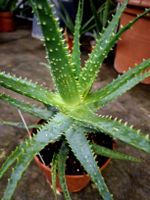 Die echte Aloe Arborescens 30-50 cm: Es ist eine Heilpflanze