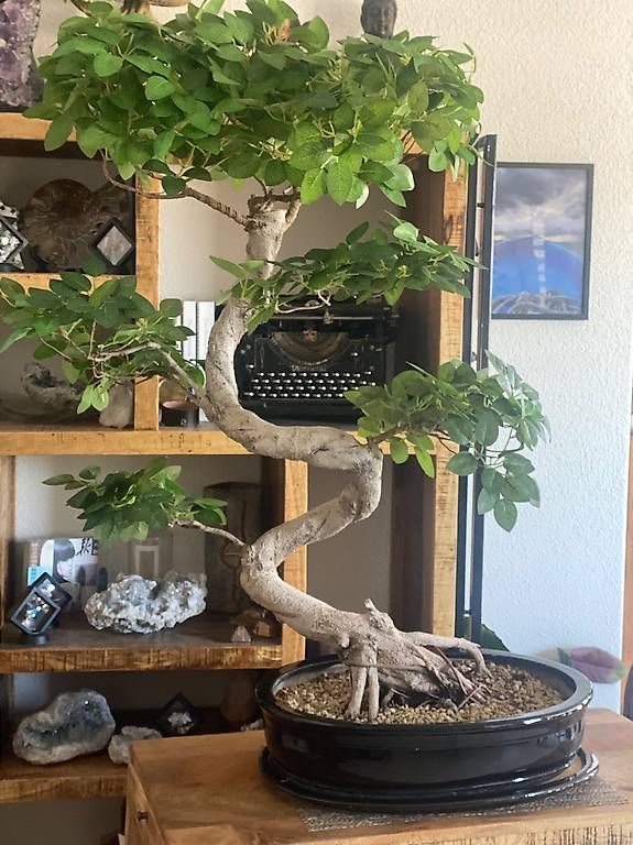 Piante & sementi: Imposanter Ficus - einzigartiger Blickfang  – Usato da Aarau Rohr venduto da Sergiomendez 1