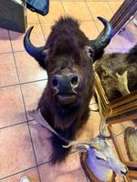 Bison Kopf
