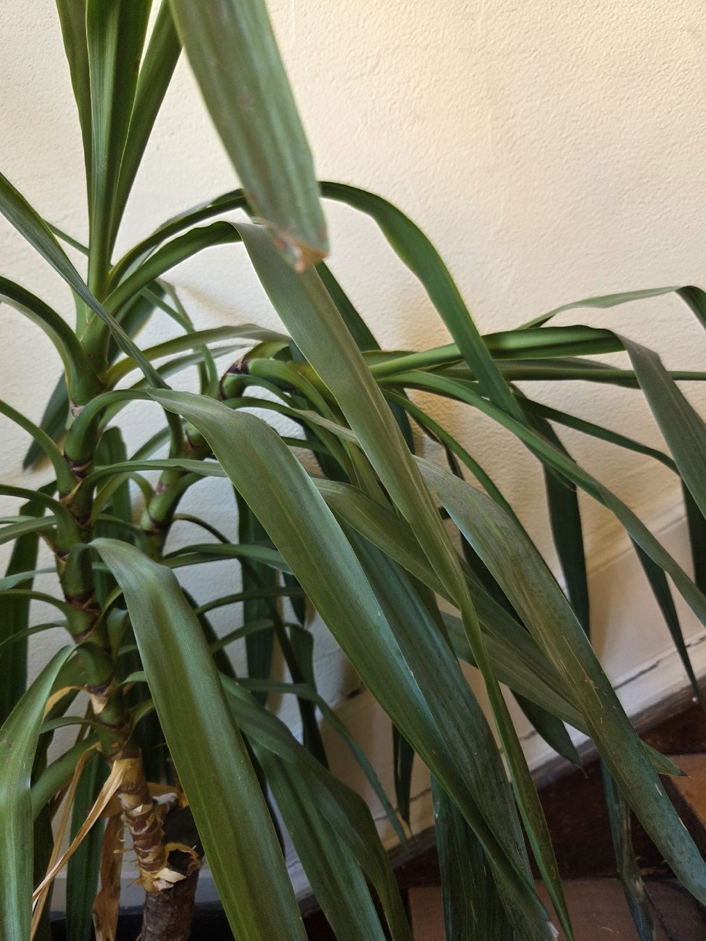 Pflanzen & Samen: Yucca Palme – Gebraucht aus Wädenswil von weihpos 2