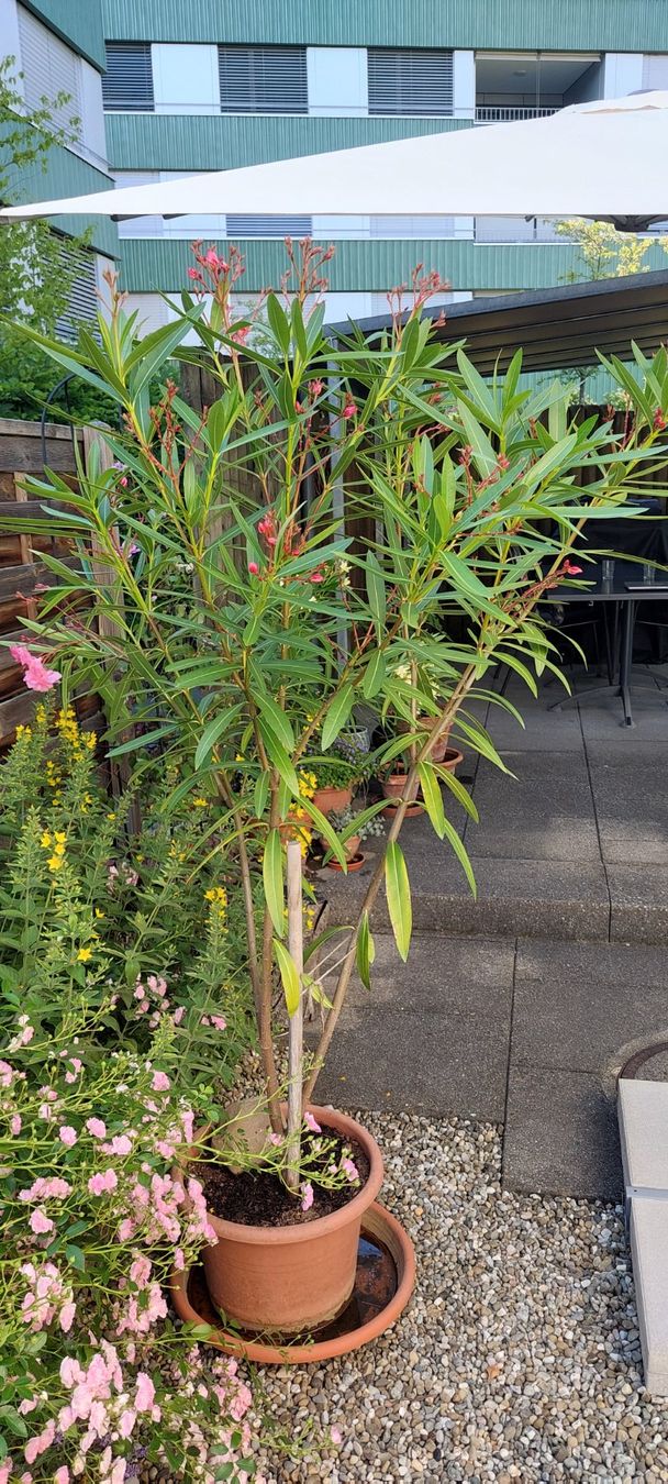 Pflanzen & Samen: Oleander Rosa, Blüten gefüllt – Gebraucht aus Frauenfeld von ma510 1