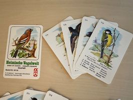 Quartett Heimische Vogelwelt