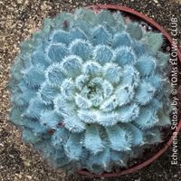 Echeveria Setosa - Silberblau behaarte Sukkulente