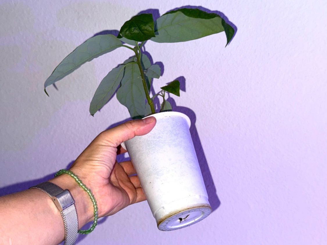 Pflanzen & Samen: Avocado Baum (doppel stamm) – Neu (gemäss Beschreibung) aus Schlieren von Edgar_k 4