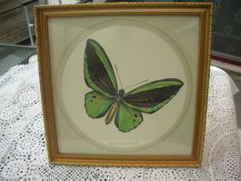 Schmetterlingsdruck gerahmt von Max Heuberger Basel 1975