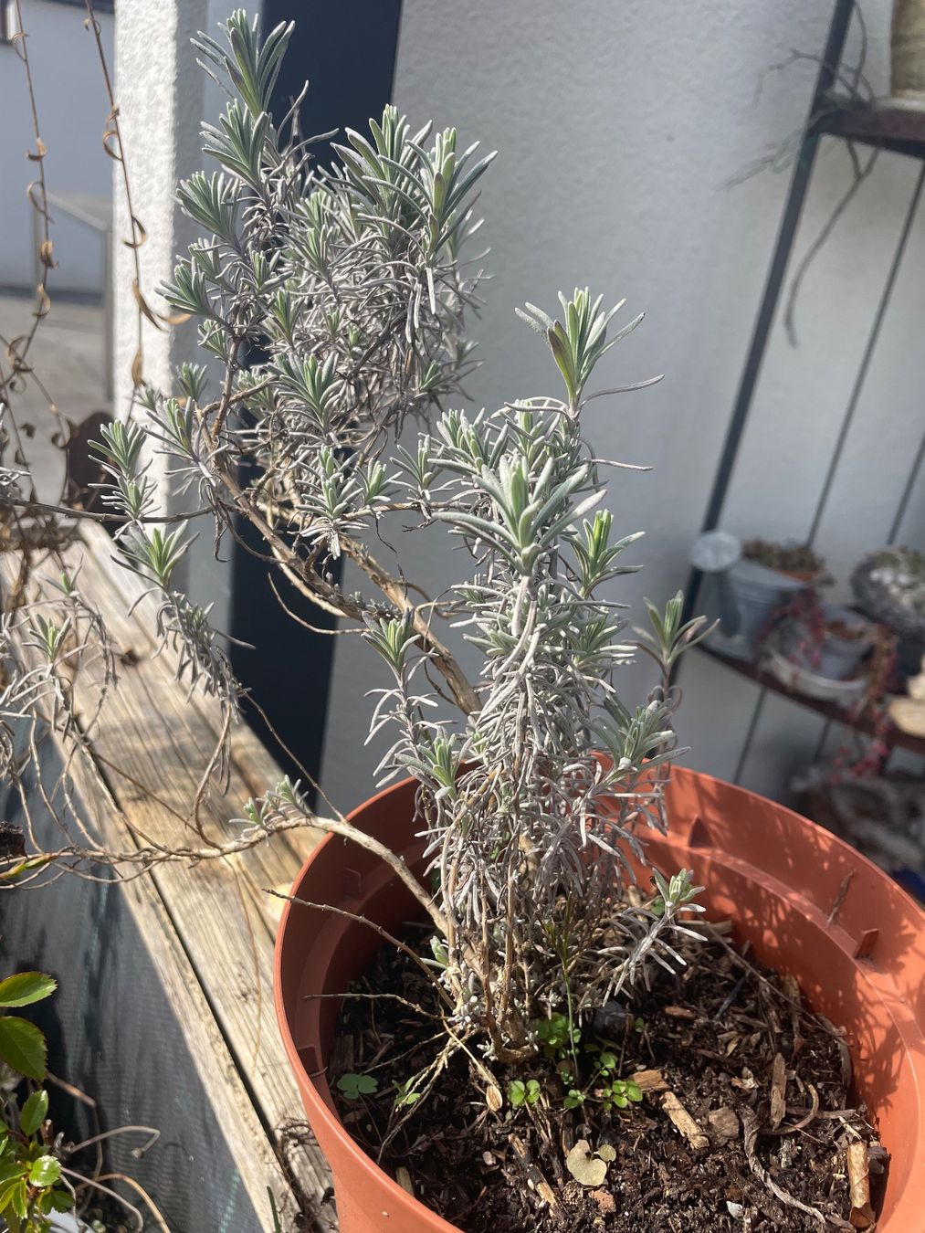 Piante & sementi: Lavandula Angustifolia - LAVENDEL – Nuovo (secondo la descrizione) da Buchs AG venduto da fischli610 4