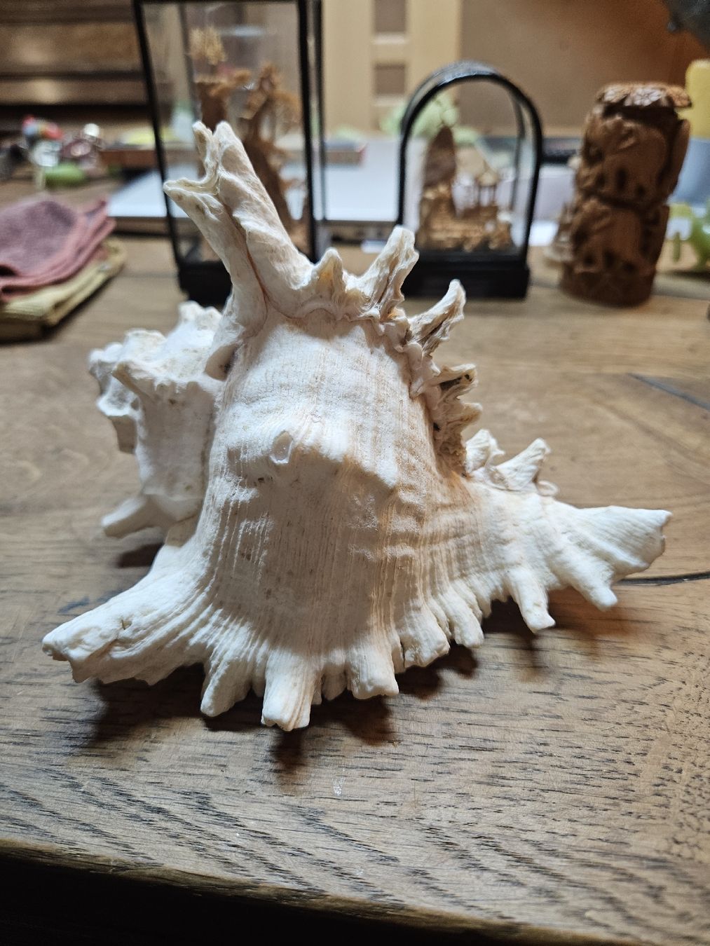 Fossilien: 1 grosse Muschel (Q) – Gebraucht aus Rorschach von TimelessTrading 1
