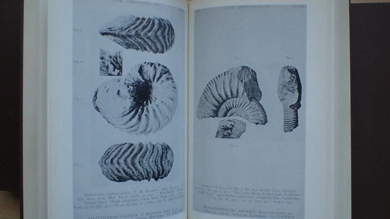 Libri: Type Ammonites von S.S, Buckman – Usato da Rickenbach BL venduto da Oktober68 6