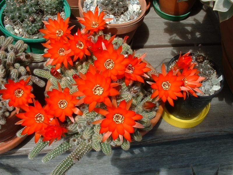 Piante & sementi: Kaktus : Chamaecereus silvestri – Usato da Emmenbrücke venduto da Tacitus0 2