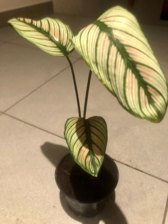 Zierpflanze Zimmer Pflanze 30 cm ↕️ “CALATHEA WHITESTAR ” Kaufen auf