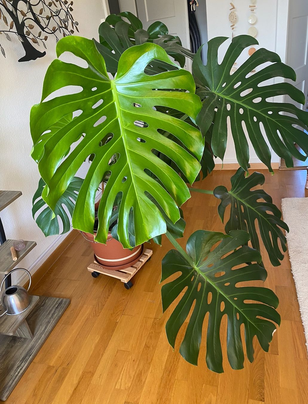 Piante & sementi: Grosse Monstera – Usato da Zürich venduto da kat_vd2b 2