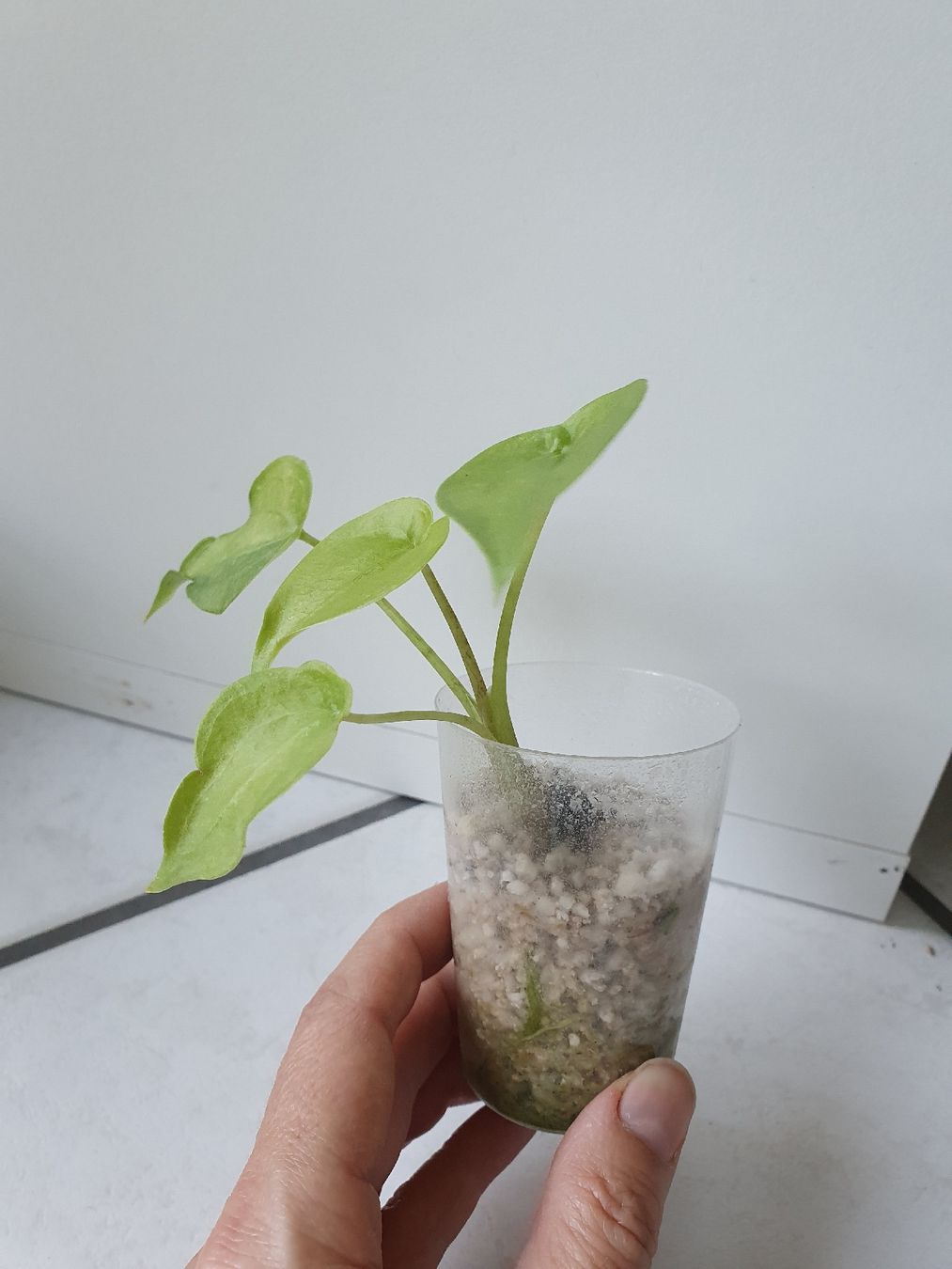 Pflanzen & Samen: Alocasia Cucullata Aurea – Gebraucht aus Erlinsbach SO von Lea030 1