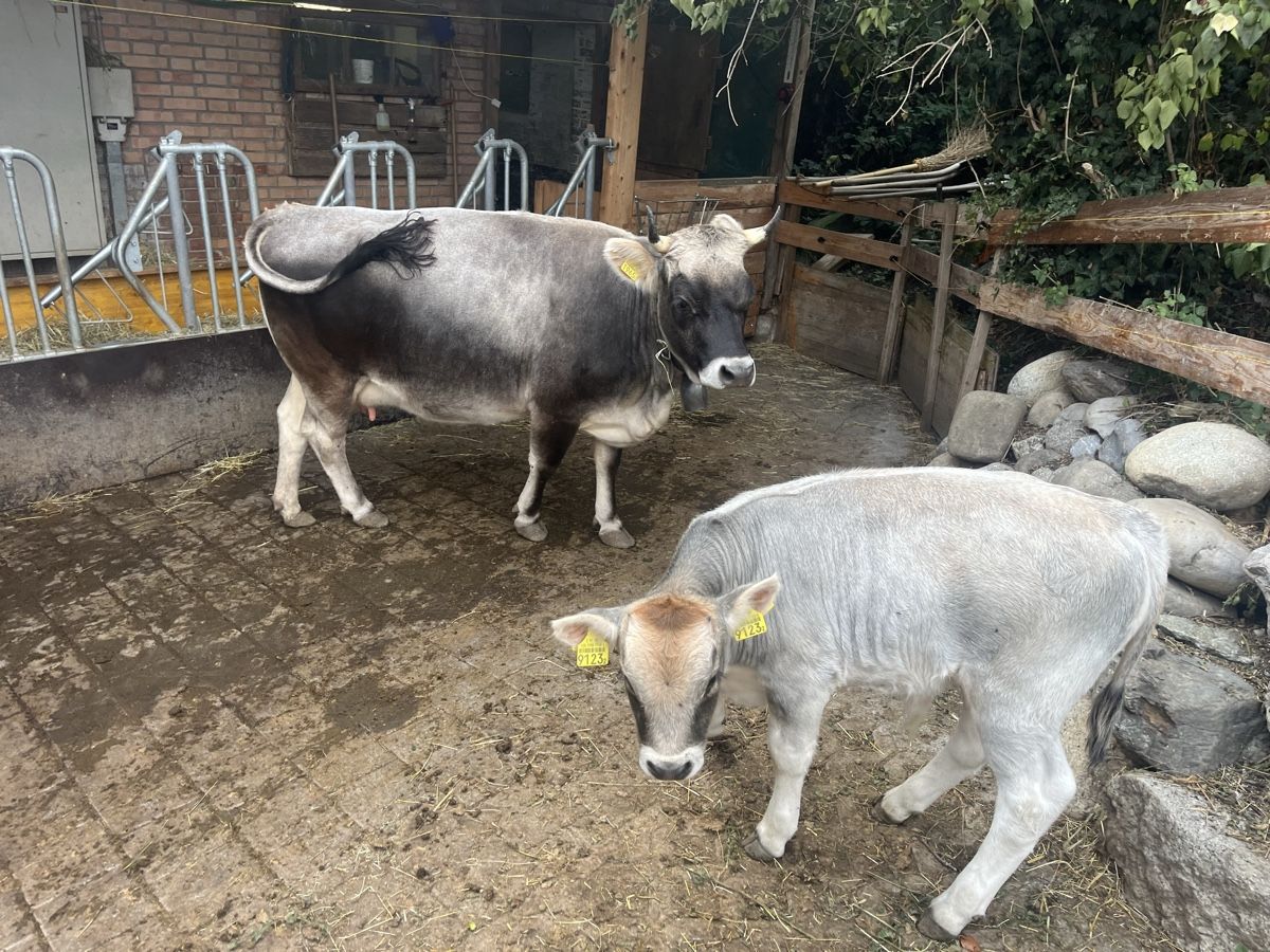 Futter: Mutterkuh mit Kalb – Gebraucht aus Steffisburg von Maximalregional 2