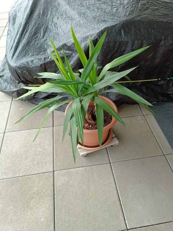 Yucca Pflanze Kaufen auf Ricardo