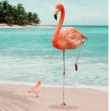 Profile image of Pink_Florida