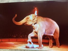 Circus Knie Foto 1983